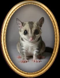 Oval gold-framed portrait of a sugar glider