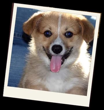 The original snapshot of the corgi puppy